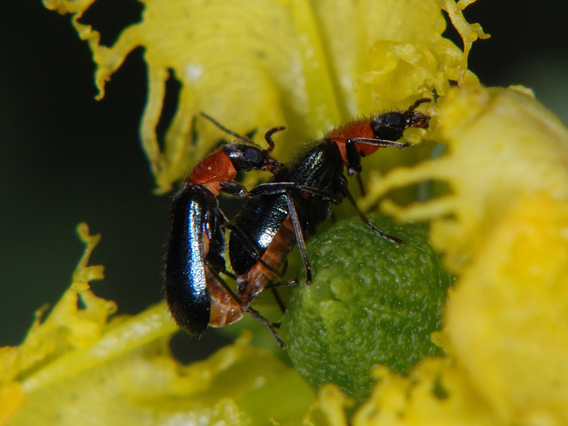 dalla Sardegna: Attalus cyaneus, Malachiidae